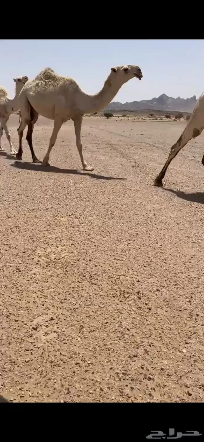 شقحا نادره 0
