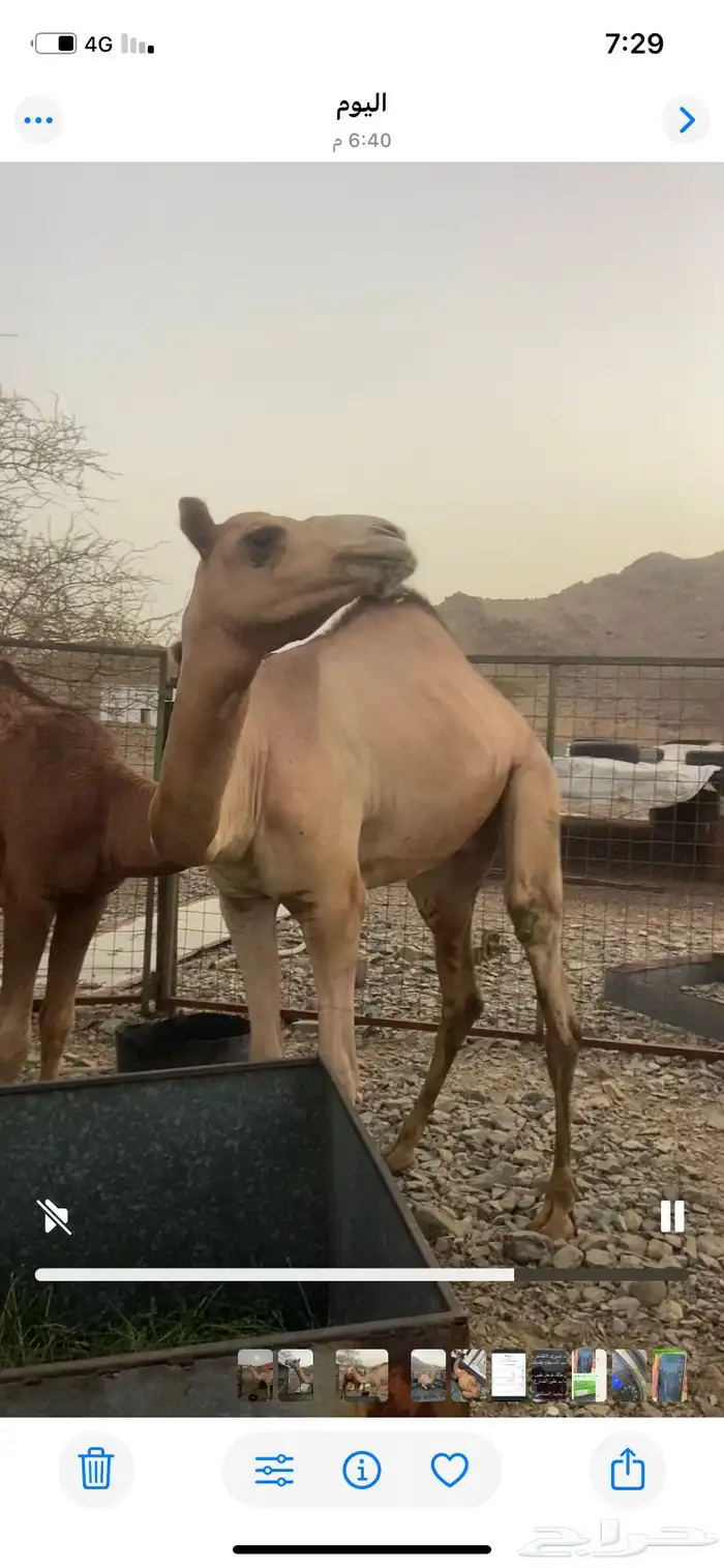 قعود حر 0