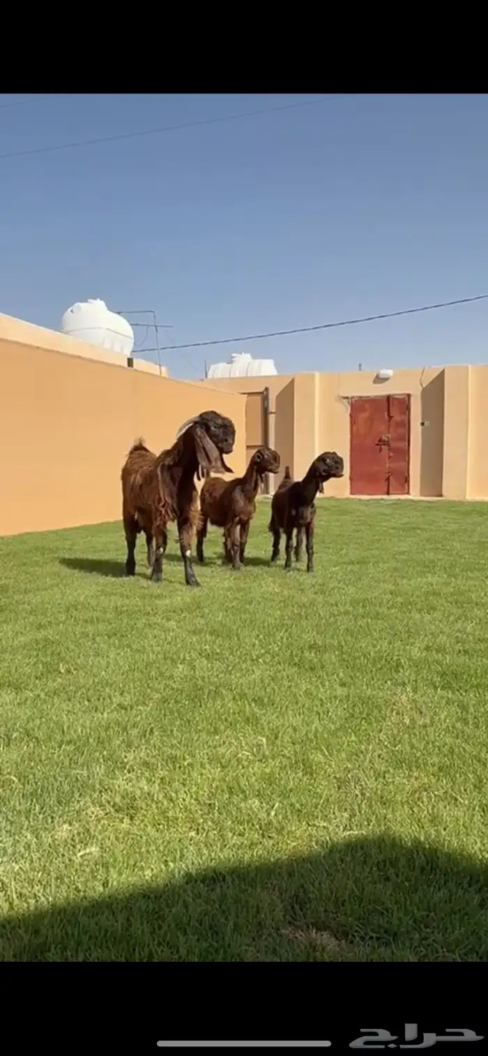 للبيع جفرات شوام دهم ومطورات بيض 0