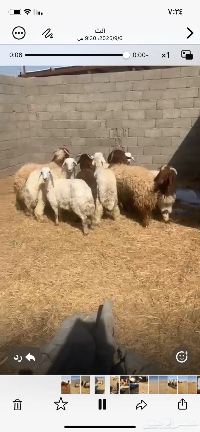 القصيم 1