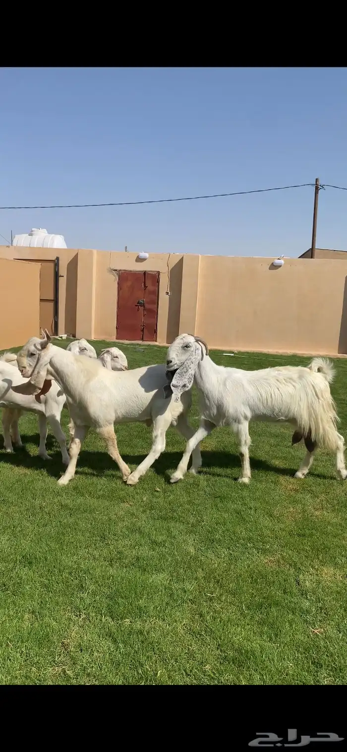 للبيع جفرات شوام دهم ومطورات بيض 6