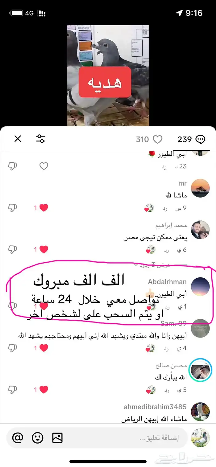زاجل سباق ( هدية ) 1