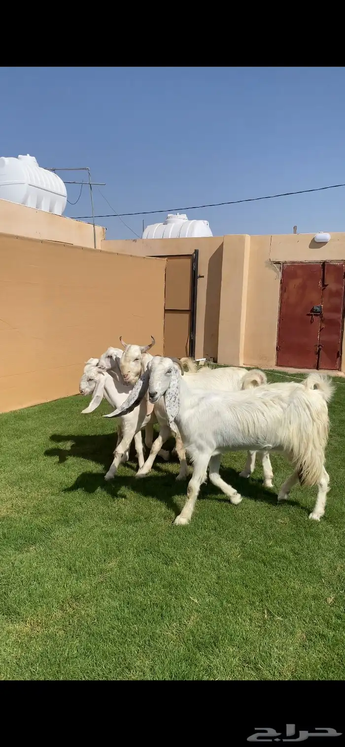 للبيع جفرات شوام دهم ومطورات بيض 5