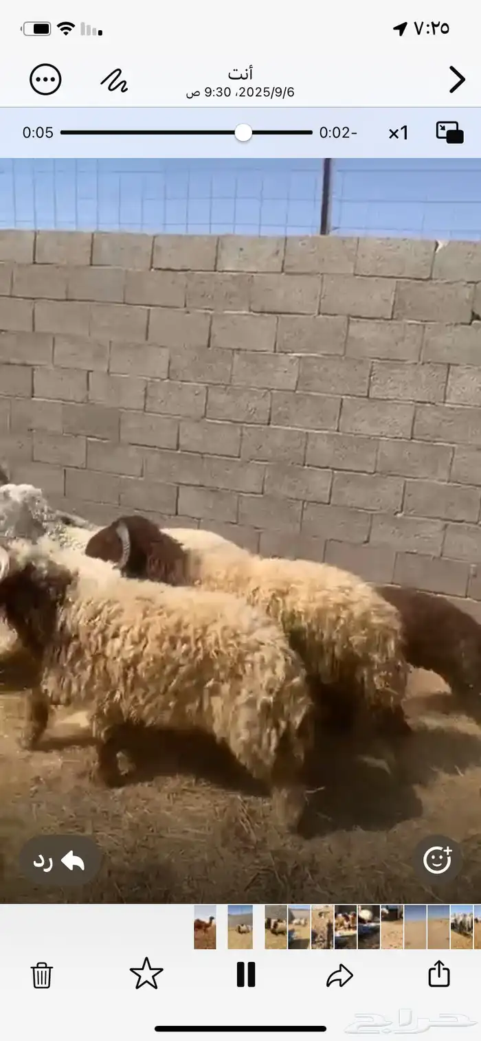 القصيم 0