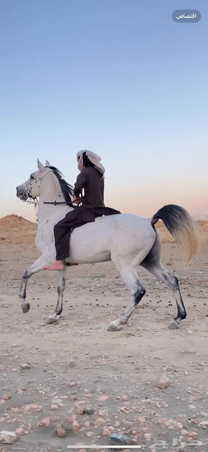 حصان شعبي من نوادر الشعبيات 2
