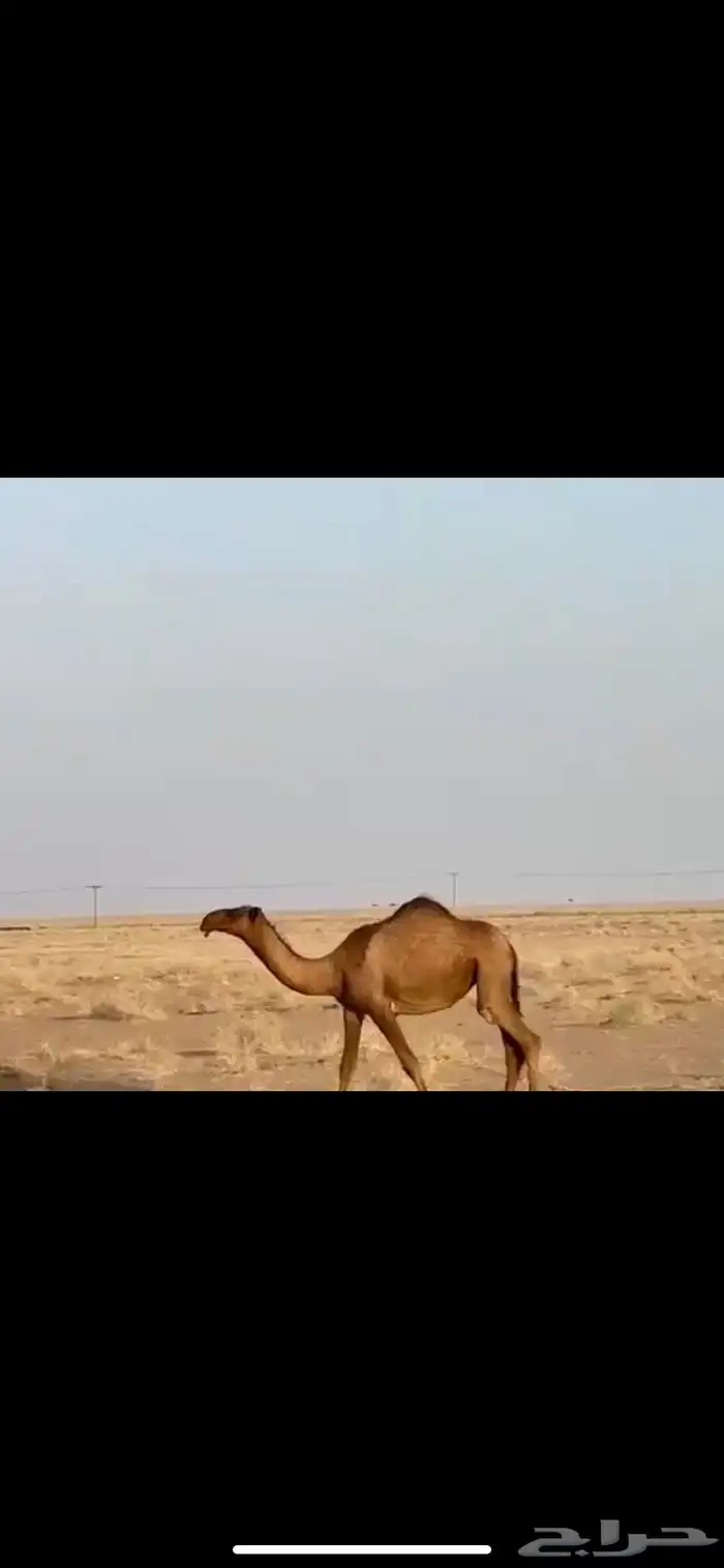 بكره صفرا 0