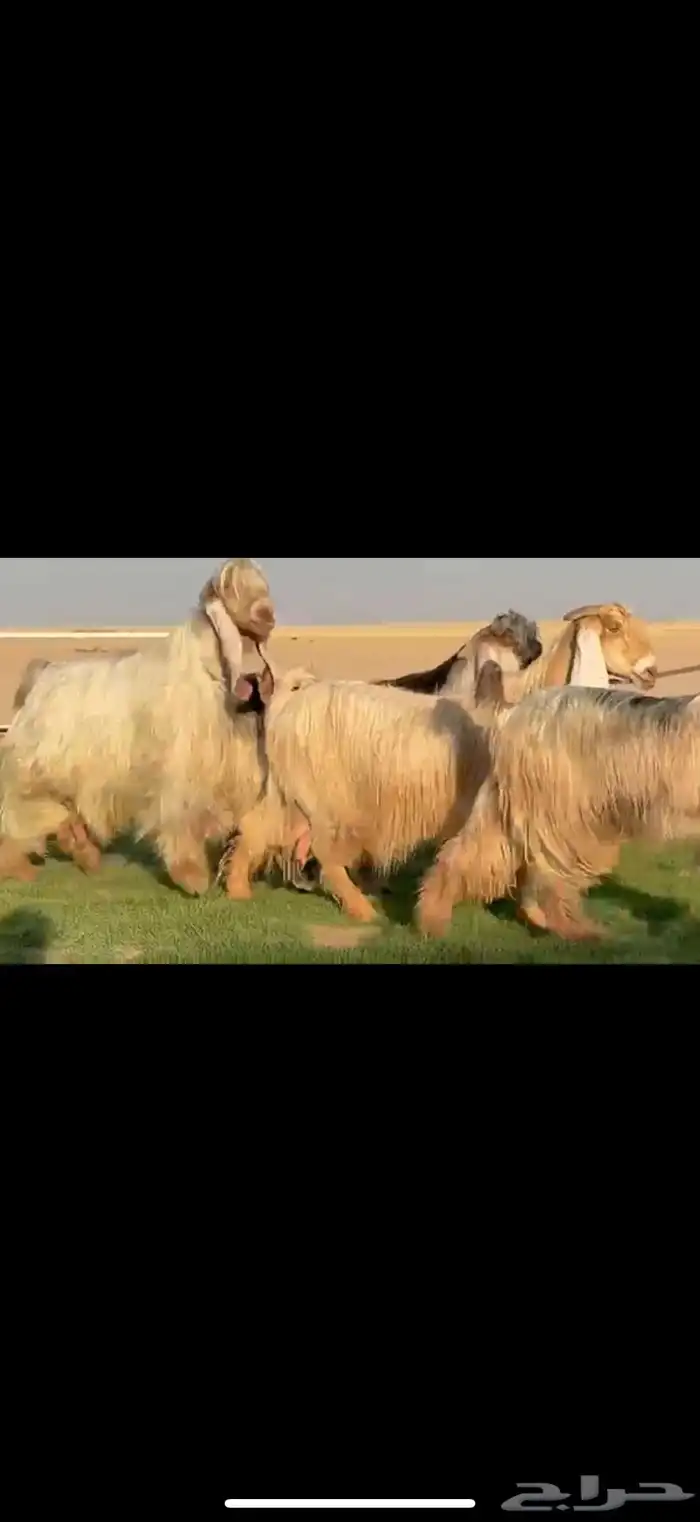 مراح عوارض صنف فاااخره 2