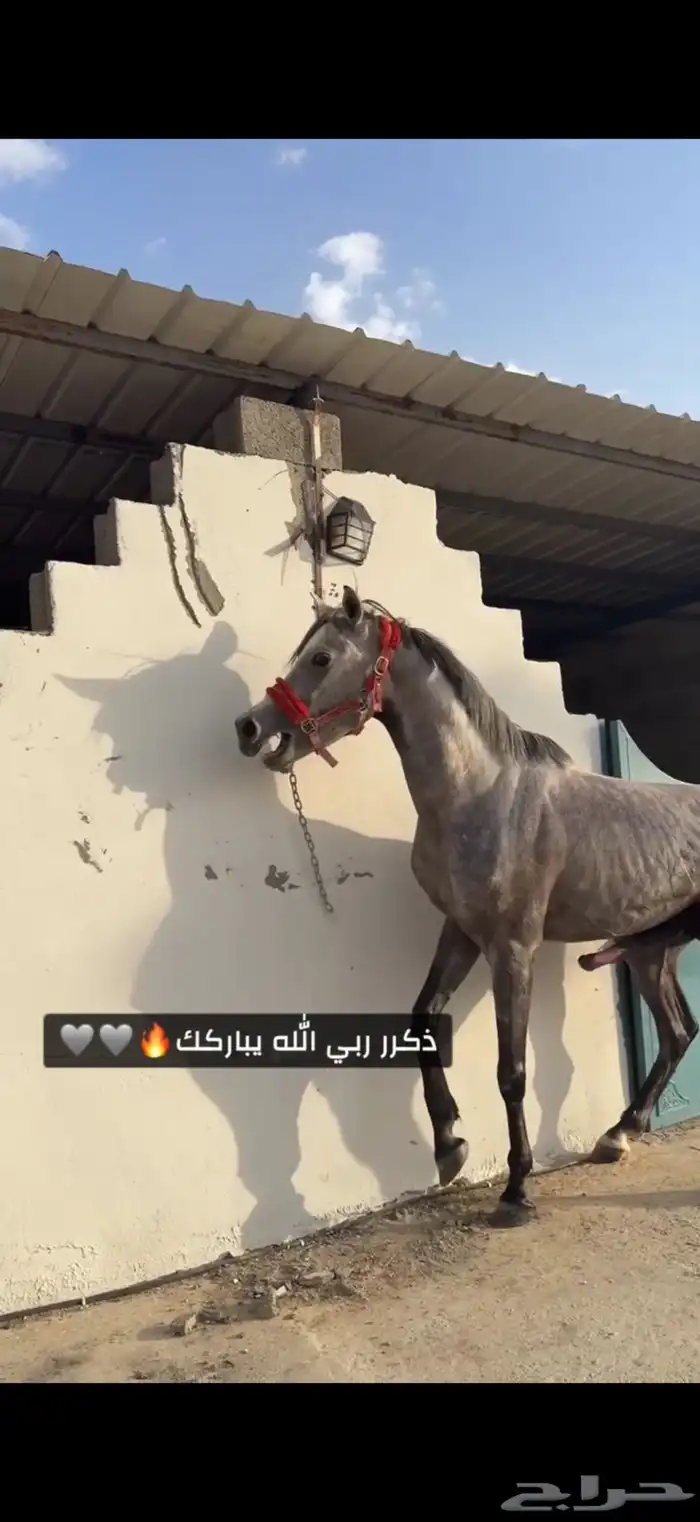 حصان شعبي كفوو 1