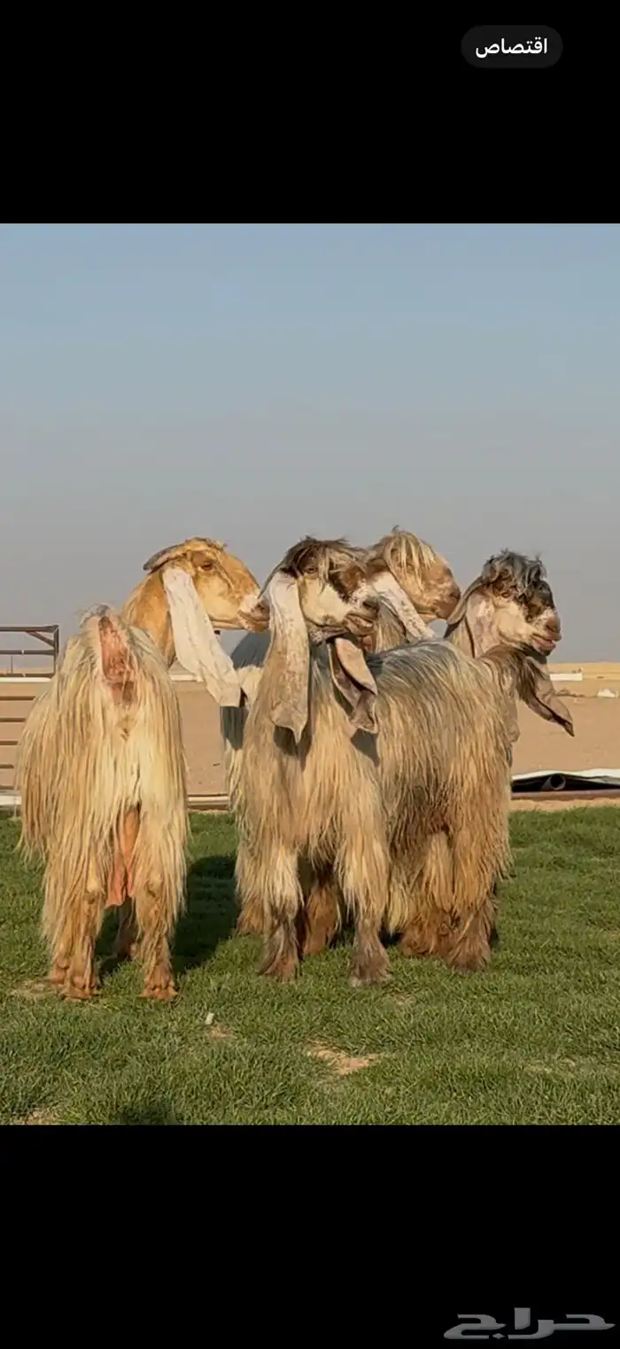 مراح عوارض صنف فاااخره 0