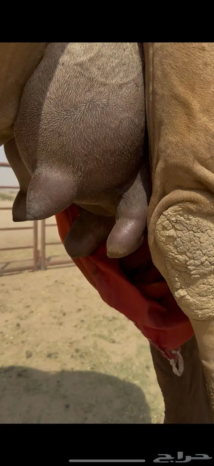 خلفة فرديه وتحتها بكره 5