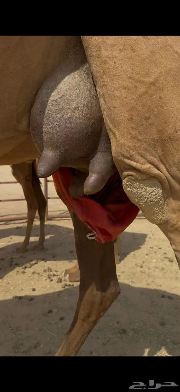 خلفة فرديه وتحتها بكره 0