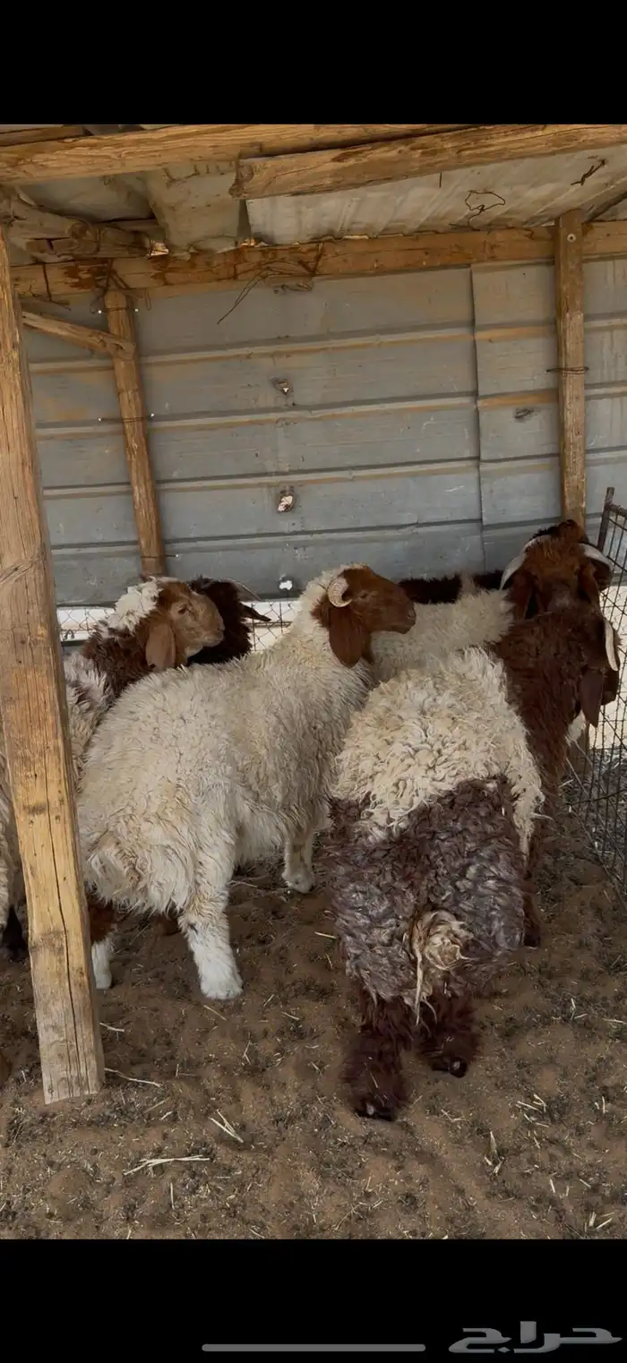ذبايح ذبيحه حري نعيم تيس 4