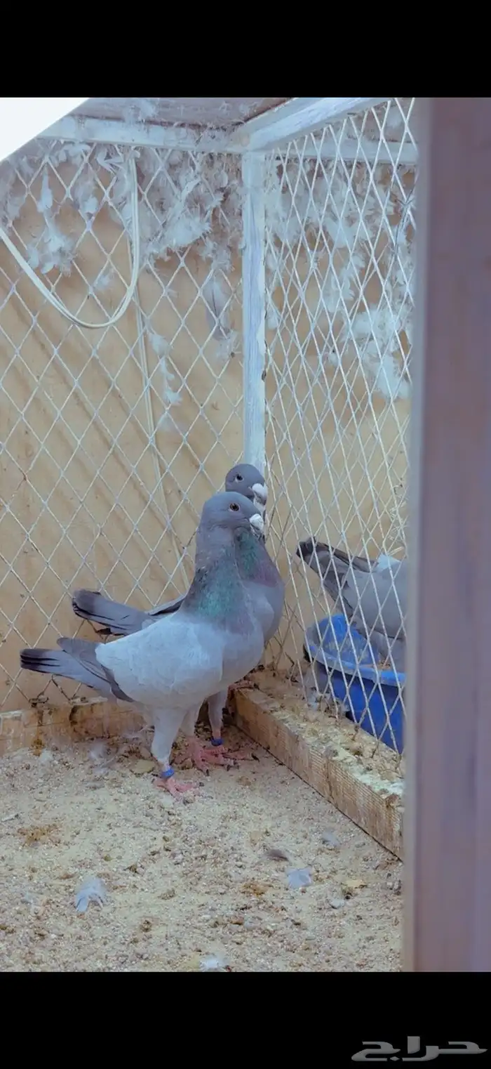 للبيع هومر بارلس مسكي 4