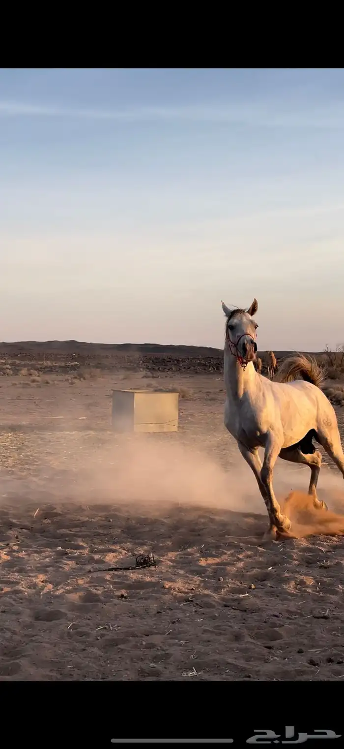 حصان شعبي للبيع 1