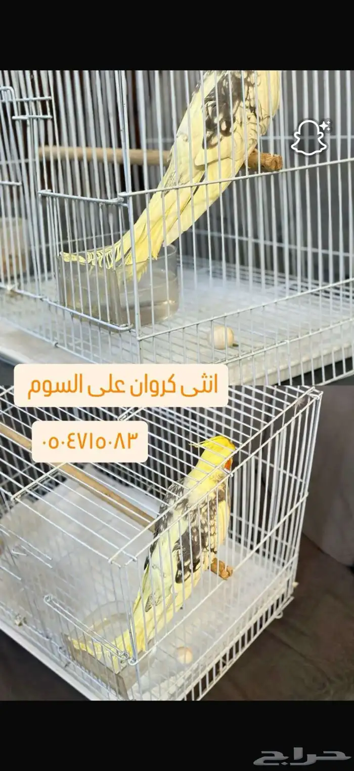 كروان 0