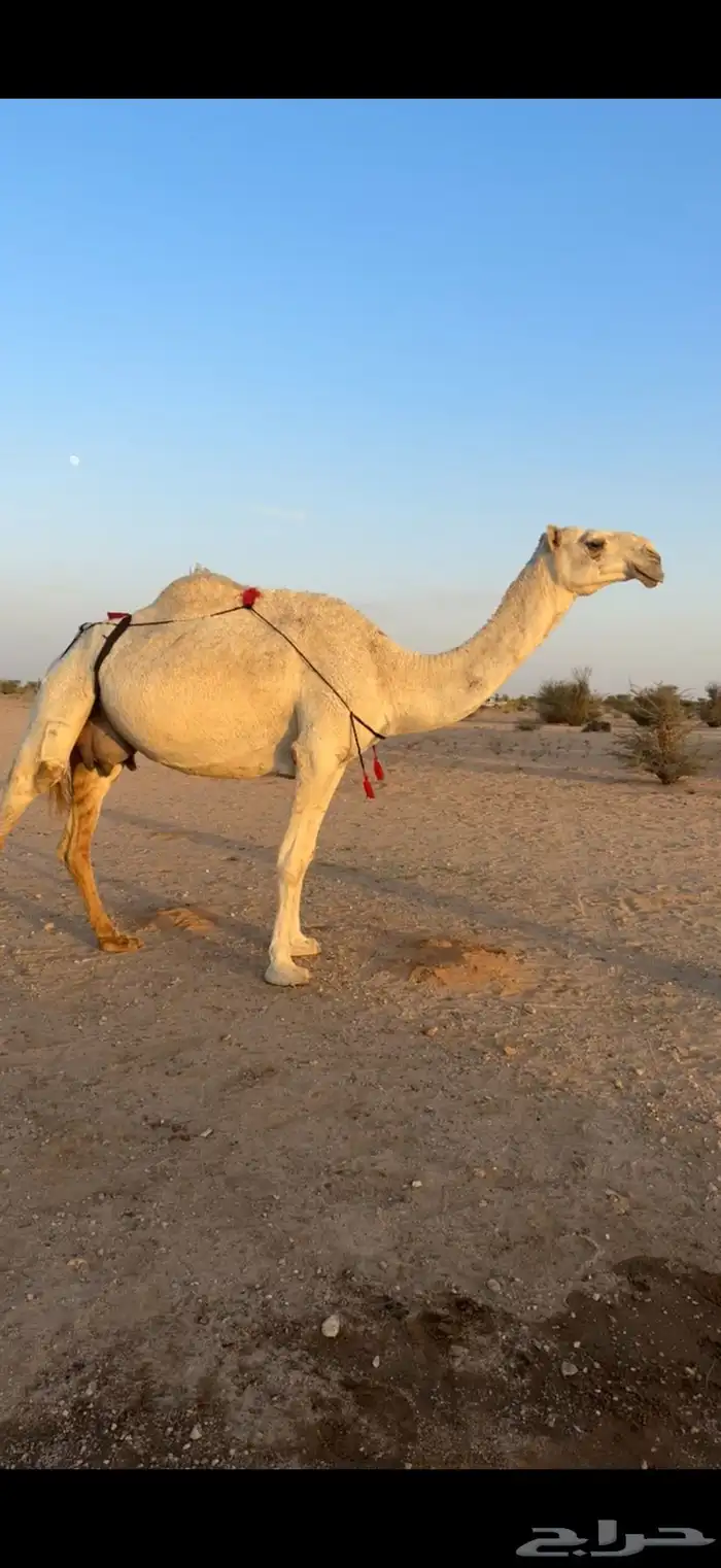 عشرا بداوه منتج 6