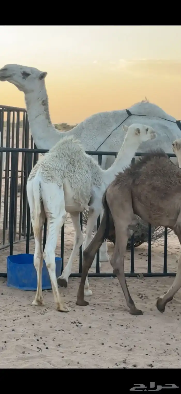عشرا بداوه منتج 4