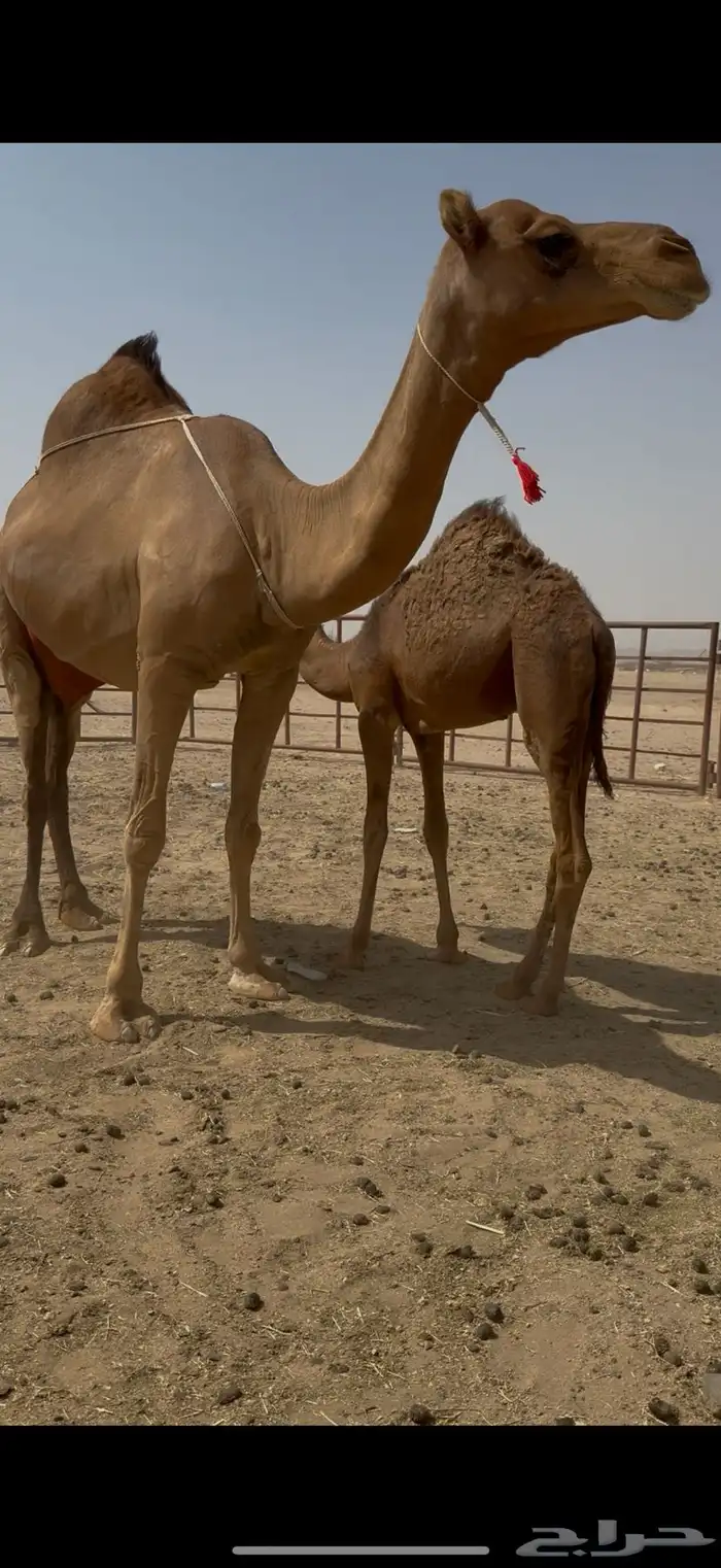 خلفة فرديه وتحتها بكره 2