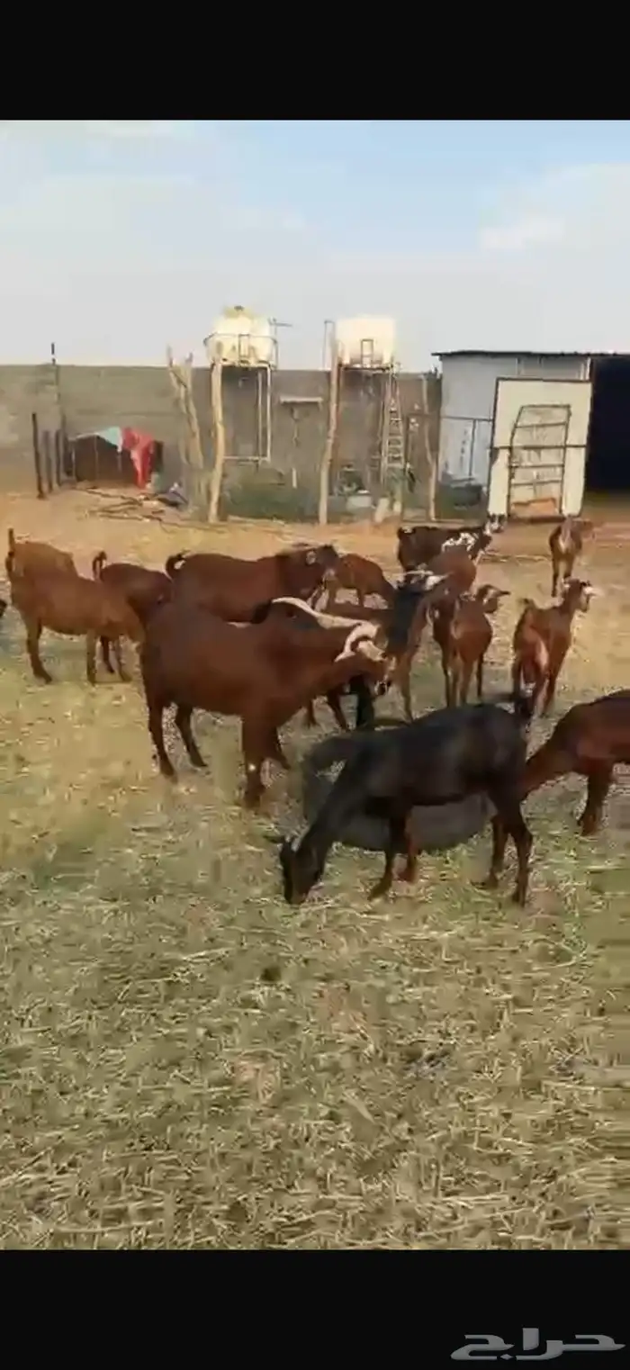 معزا تهاميه للبيع 1