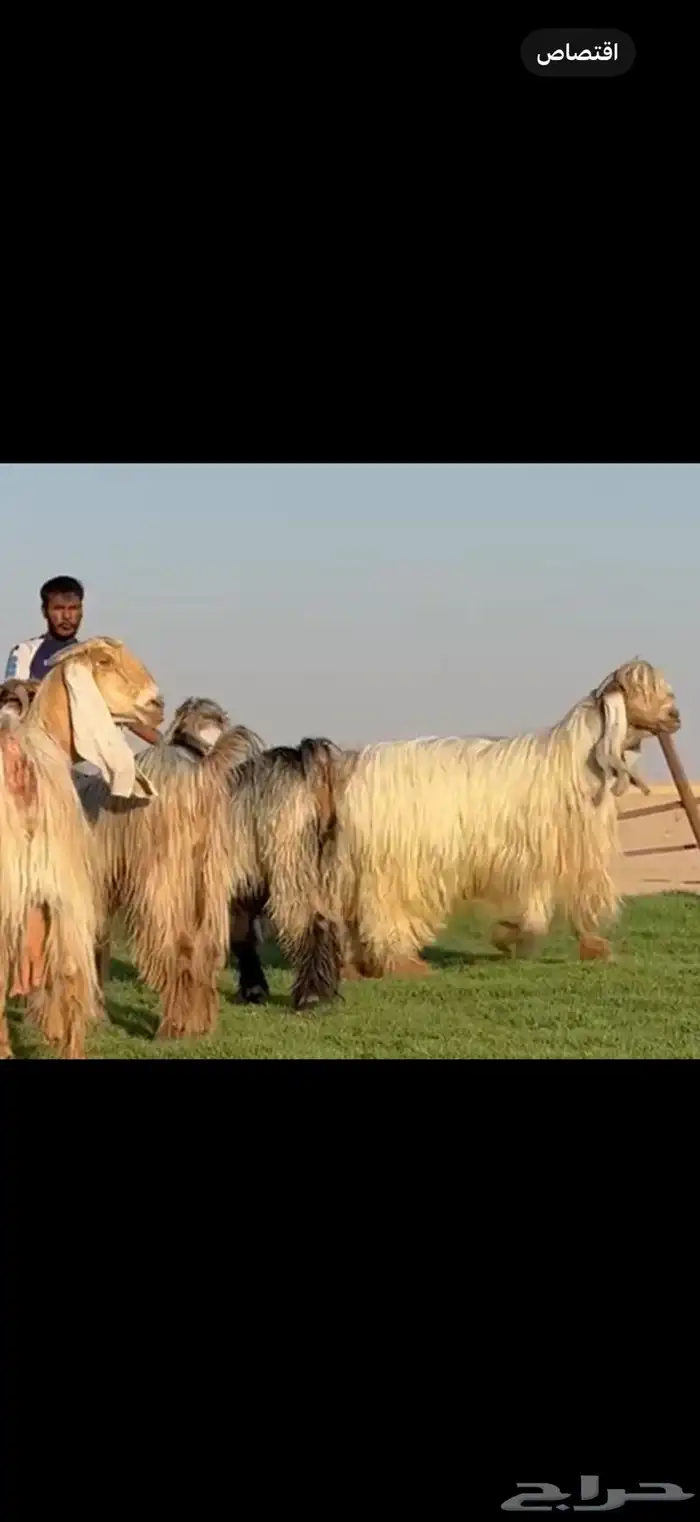 مراح عوارض صنف فاااخره 6
