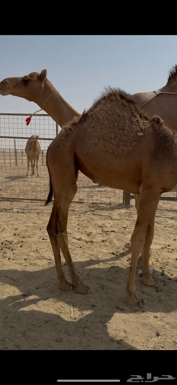 خلفة فرديه وتحتها بكره 3