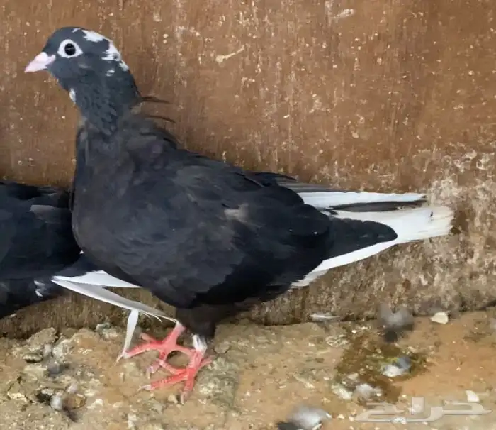 حمام قطيفي 10