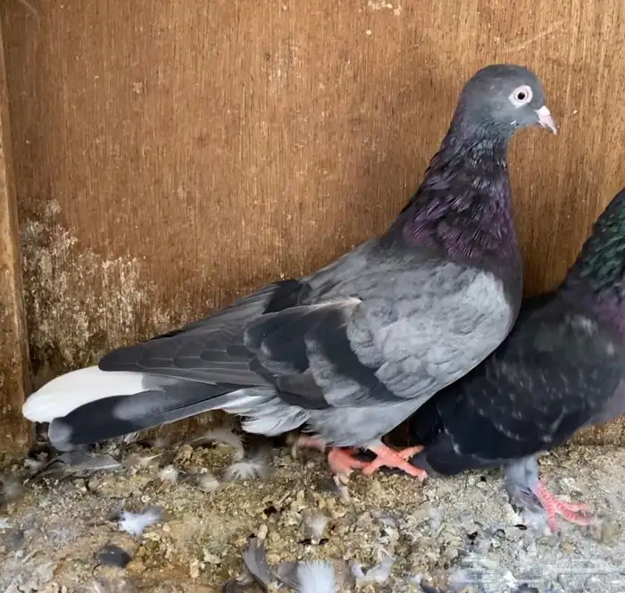 حمام قطيفي 19