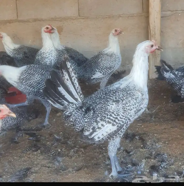 د جاج فيومي سوبر 0