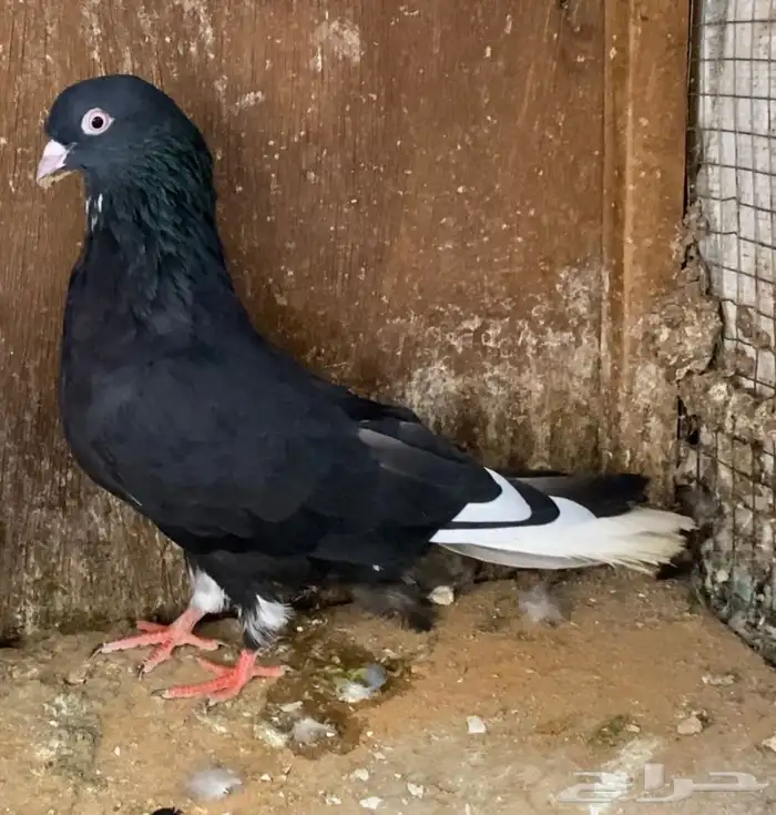 حمام قطيفي 12