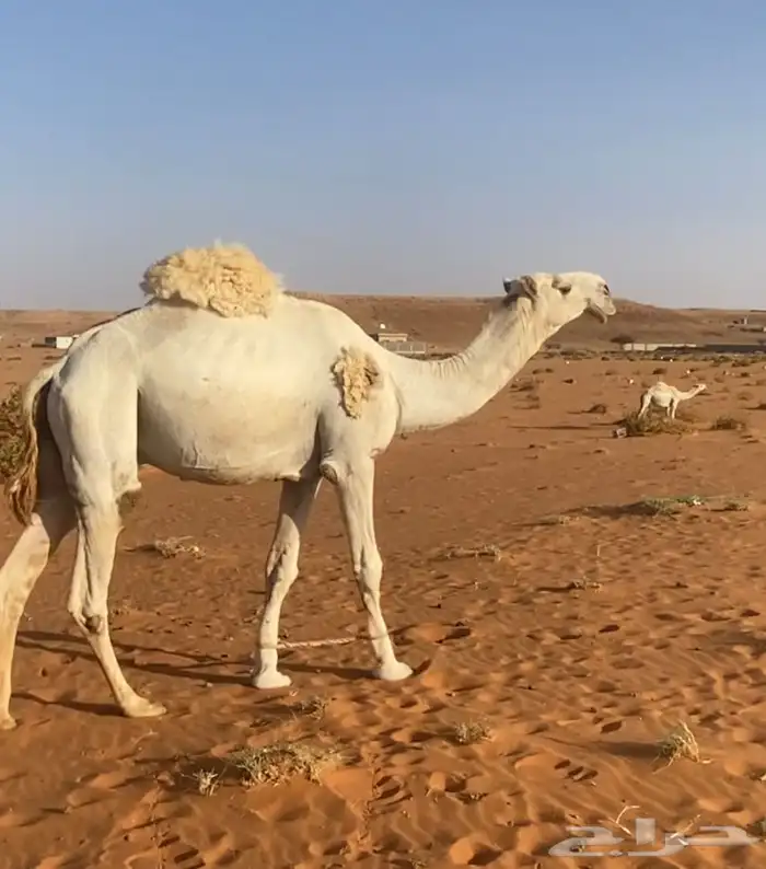 قعود ولد حاكم بن قريع للبيع جذع يثني هداده الشهر هاذا 0