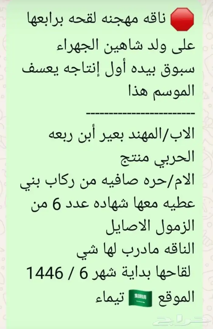ناقة ذلول لقحة طيبة 2