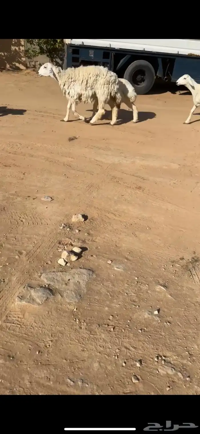 شياه حريات حرش نوادر 0