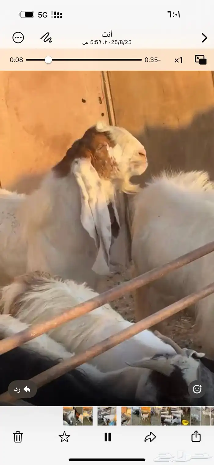 معزا حسب مافي الصوره العدد 60 راس تقريباجذعه ثنيه رباع اغلب 6