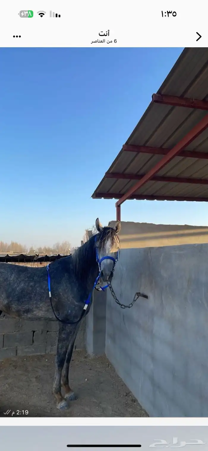 مهره شعبيه شيخه 3