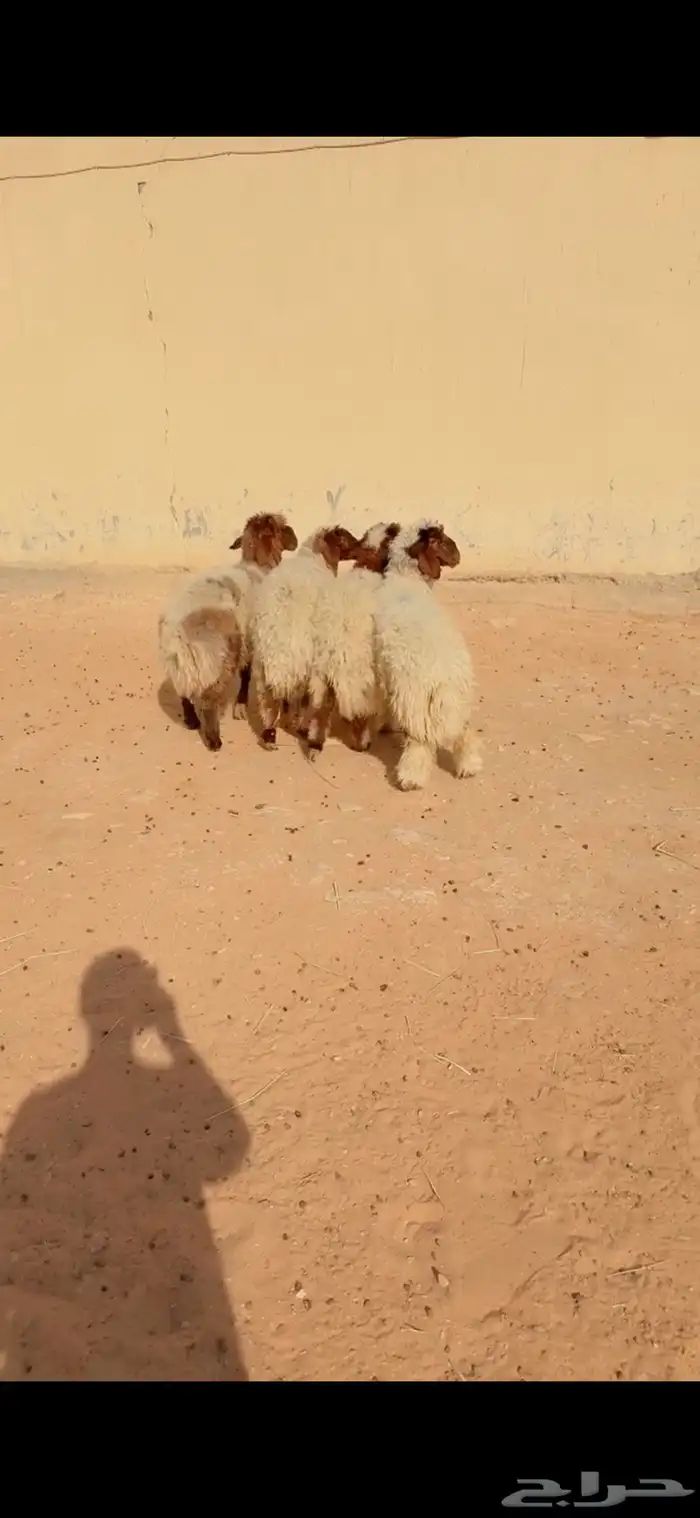 ذبيح نعيم الريآض حي الشفآء آي مكان نوصل فيه ذبح جملة تفريد 1