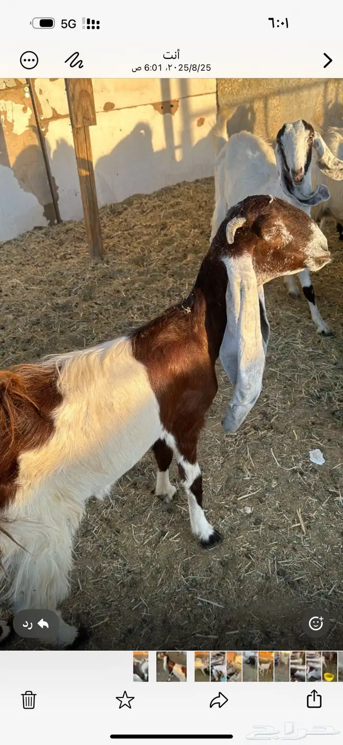 معزا حسب مافي الصوره العدد 60 راس تقريباجذعه ثنيه رباع اغلب 4