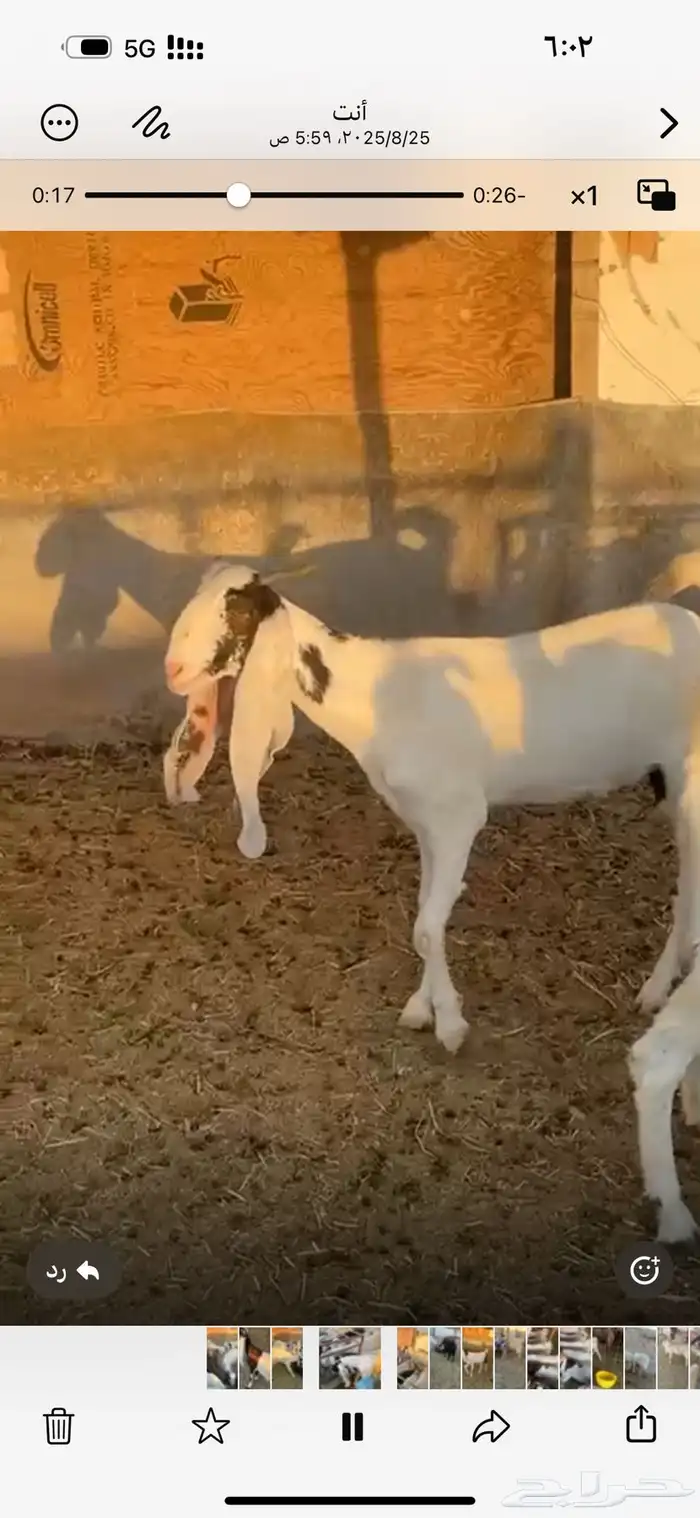 معزا حسب مافي الصوره العدد 60 راس تقريباجذعه ثنيه رباع اغلب 2