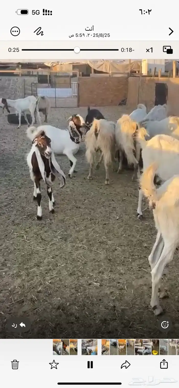 معزا حسب مافي الصوره العدد 60 راس تقريباجذعه ثنيه رباع اغلب 0