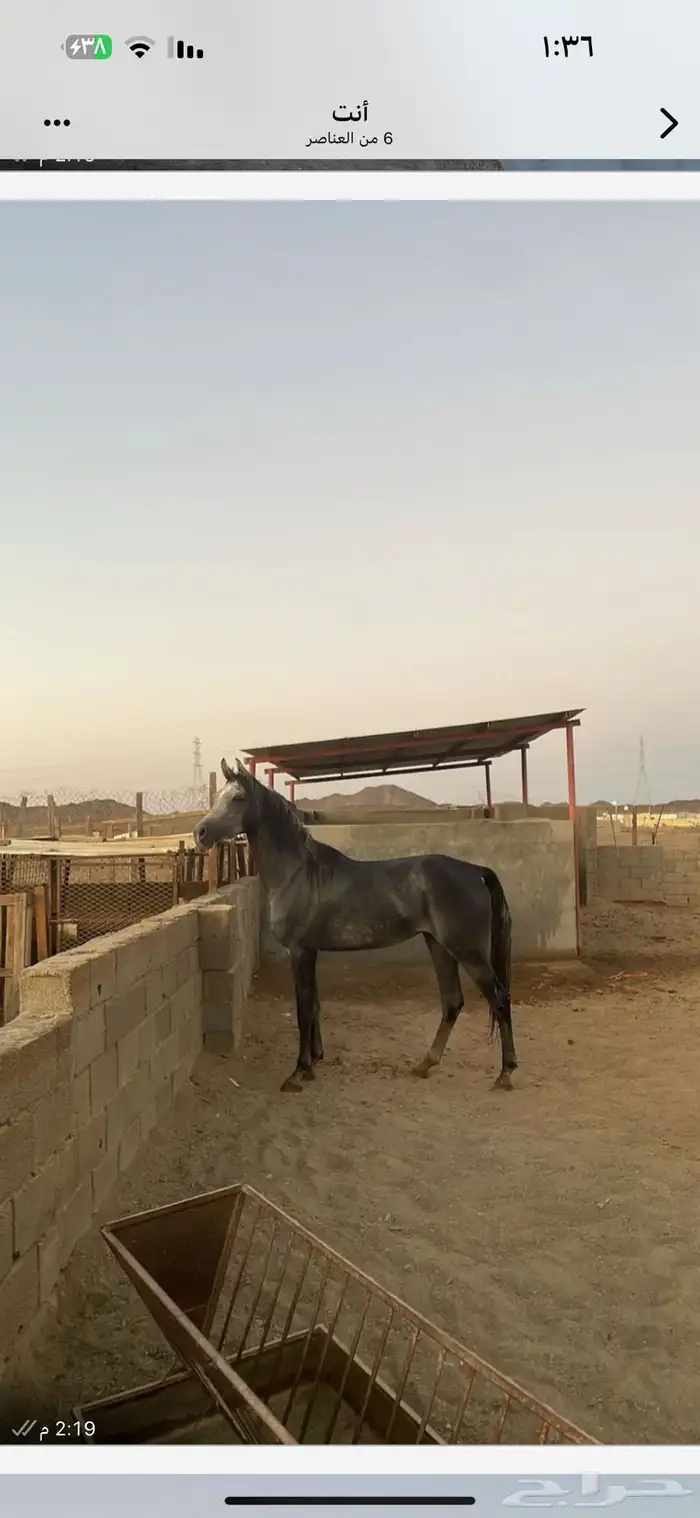 مهره شعبيه شيخه 2