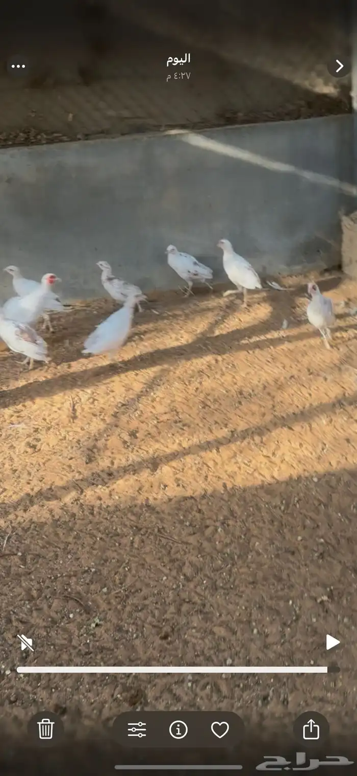 فزنت رومي حبشي دجاج 0