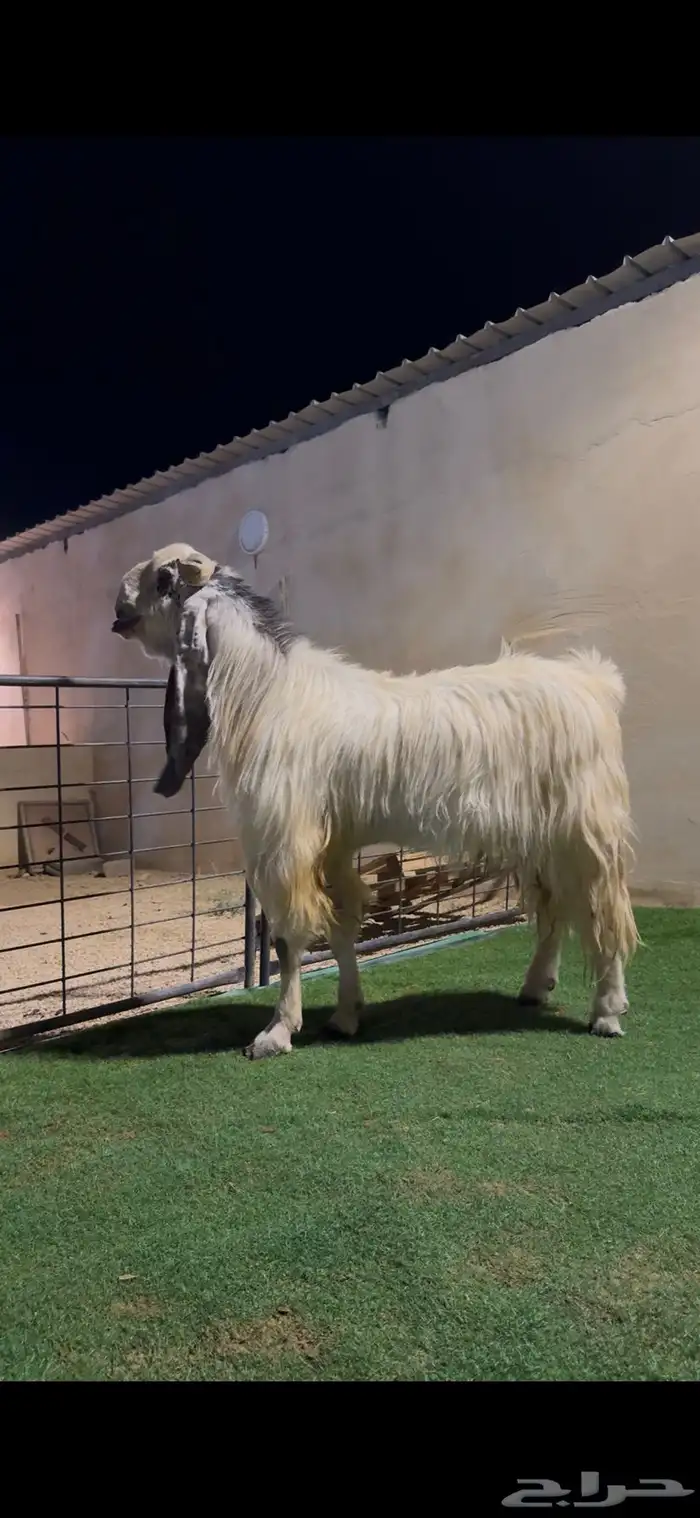تيس فحل فاخر 2