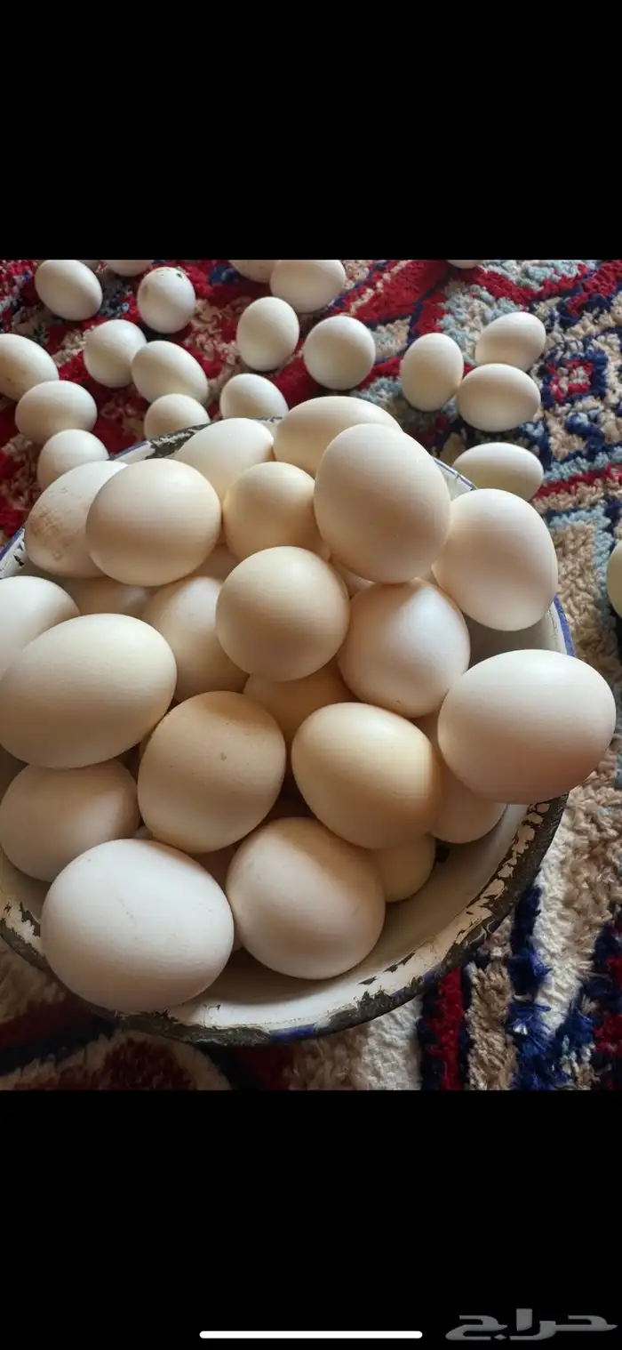 بيض بلدي 1