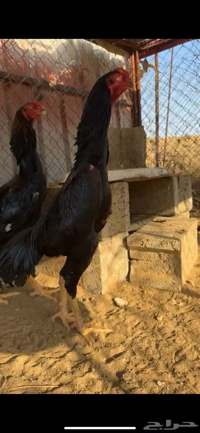 ديك سامو الماني 1