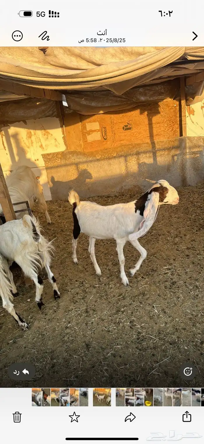 معزا حسب مافي الصوره العدد 60 راس تقريباجذعه ثنيه رباع اغلب 3
