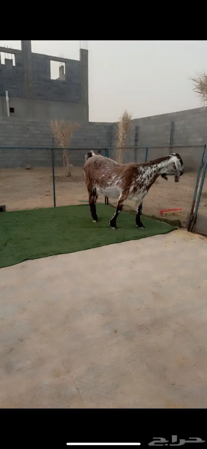 عنز مصريه دافع شرط جرم ناااهي 1