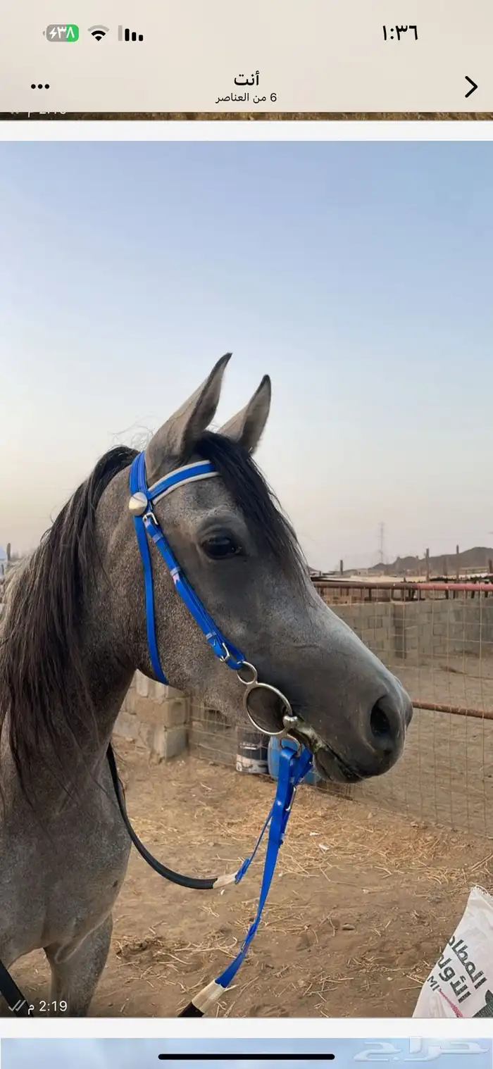 مهره شعبيه شيخه 0