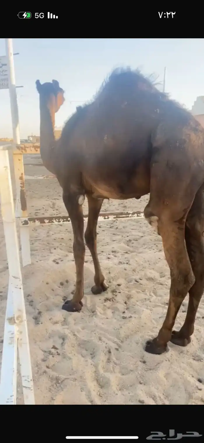 للبيع قعود قصب مجهم فل شحم حوار عمره 7 شهور 2