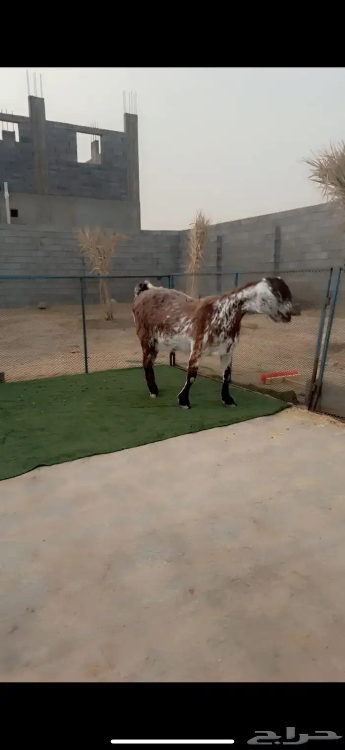 عنز مصريه دافع شرط جرم ناااهي 2