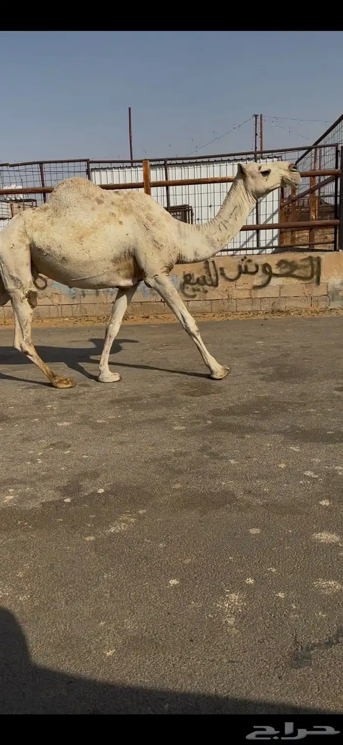 البيع ضريبه عل شرط شقح كفو 3