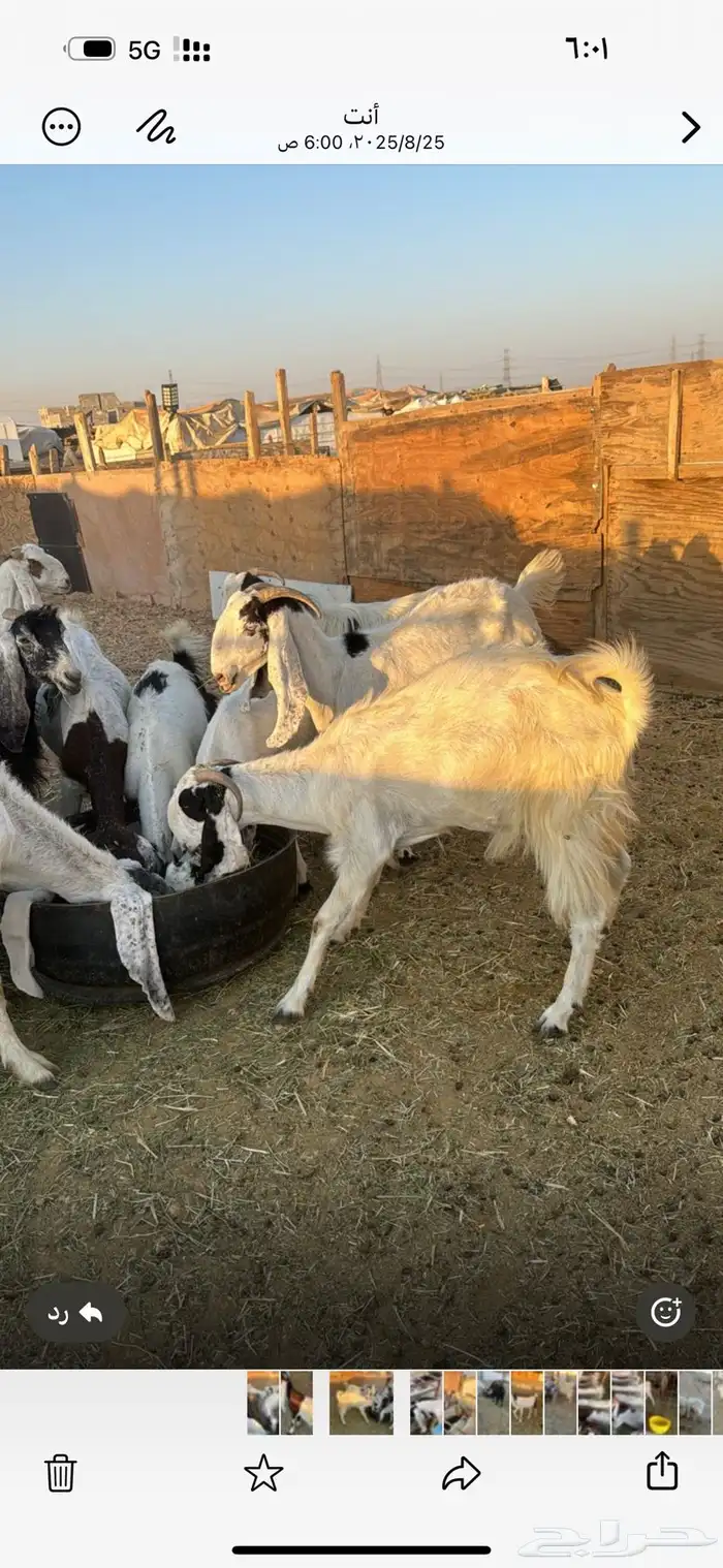 معزا حسب مافي الصوره العدد 60 راس تقريباجذعه ثنيه رباع اغلب 5